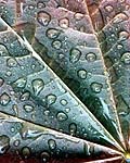 Photograph of a leaf